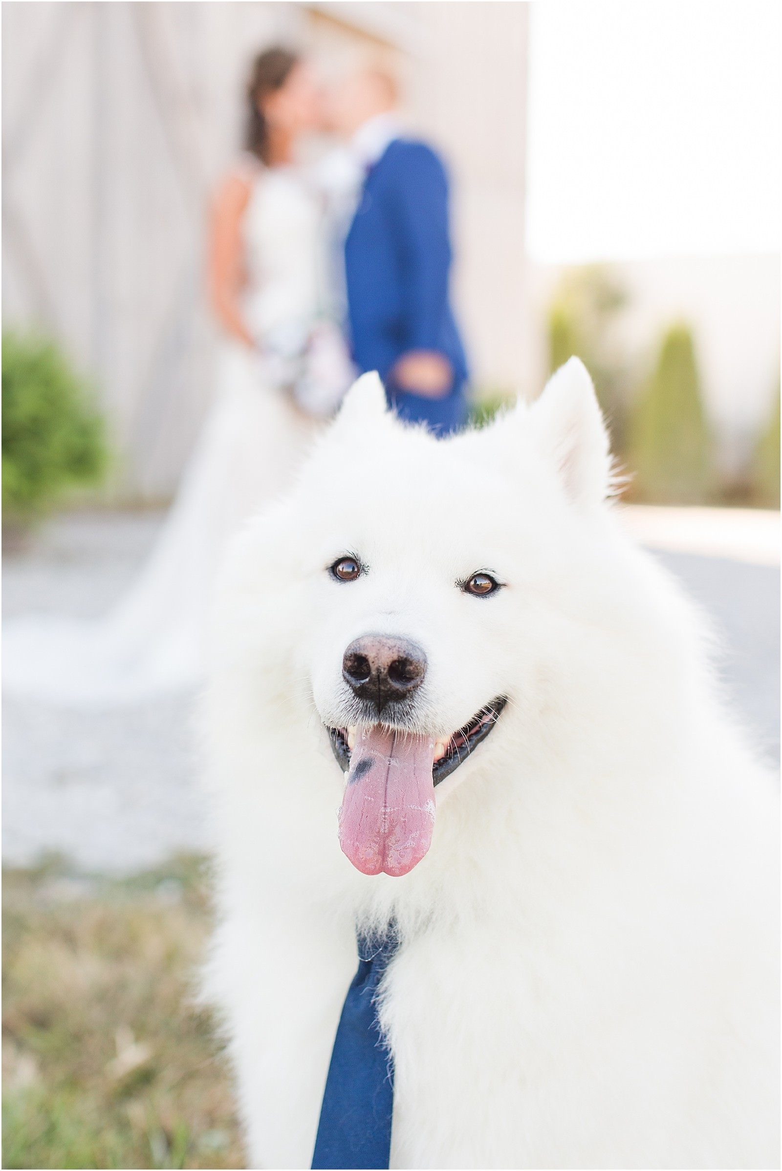 Evansville Wedding Photographers | Tips for Including Pets on Wedding Days | Bret and Brandie0007.jpg